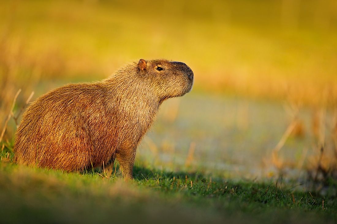 The Cabybara 10 Facts About The Worlds Largest Rodent