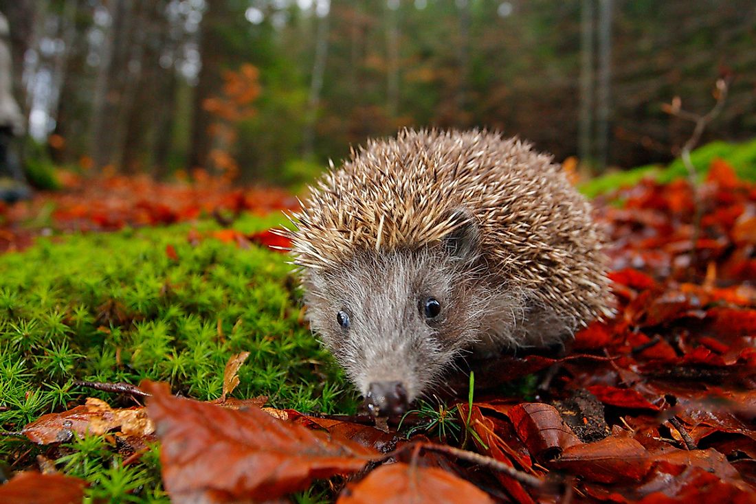 are hedgehogs nocturnal
