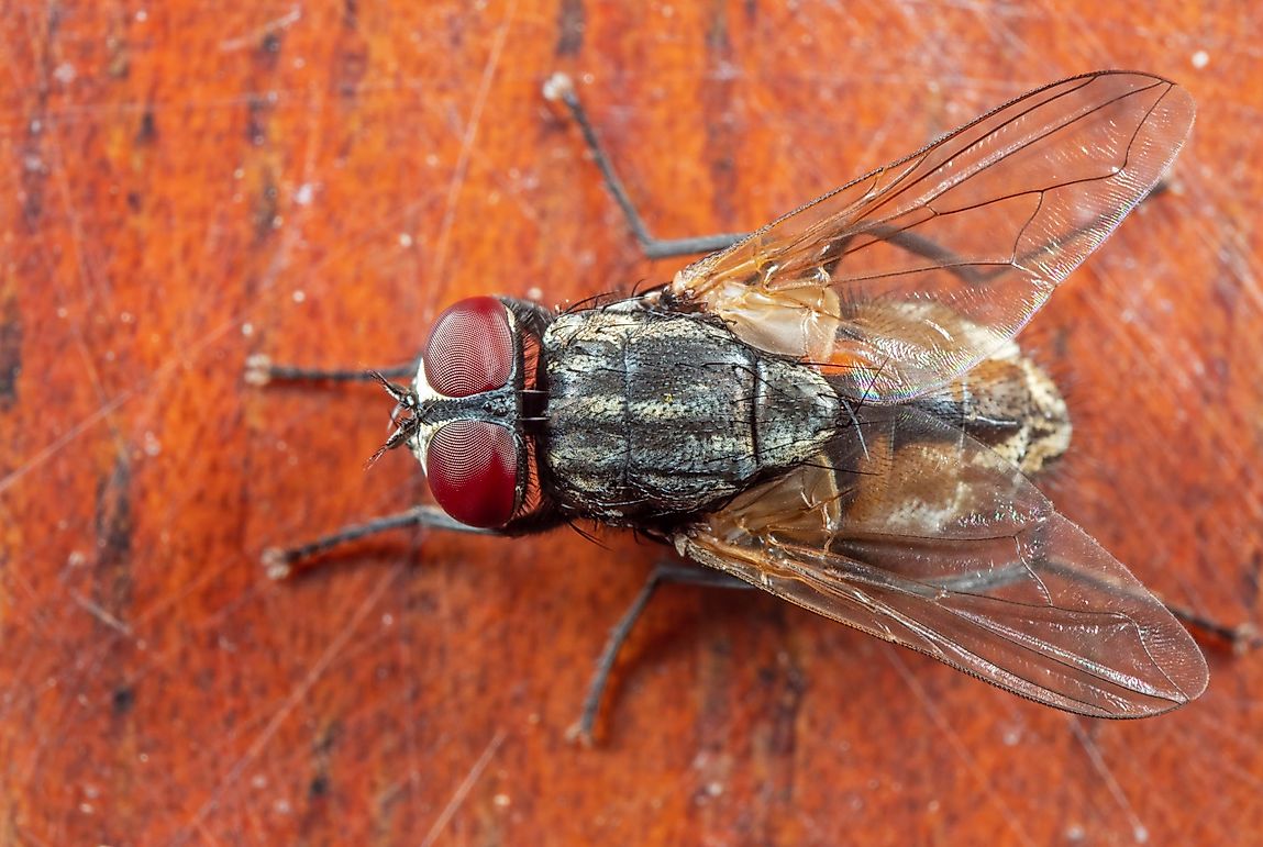 How Long Do House Flies Live? - WorldAtlas.com