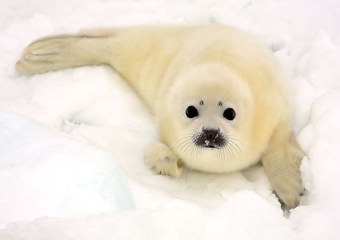 Harp Seal Facts: Animals of the Arctic - WorldAtlas.com