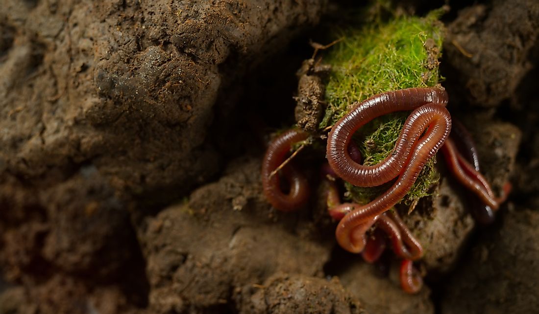 what-do-earthworms-eat-worldatlas