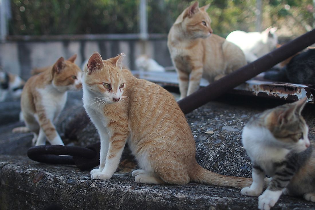 The Cat Island of Tashirojima - Unique Places Around the World ...