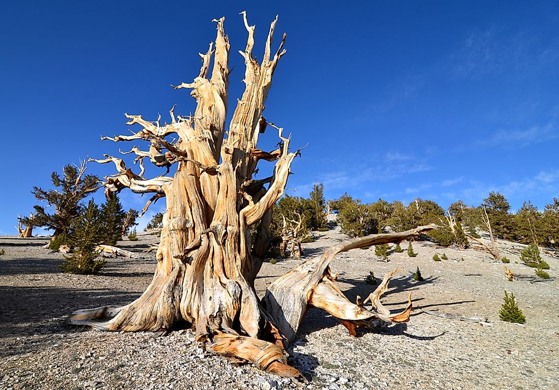 Where is the Oldest Tree in the World?