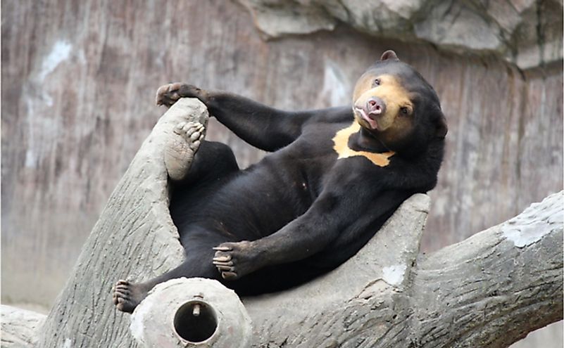 what-are-the-differences-between-the-sloth-bear-asian-black-bear-and