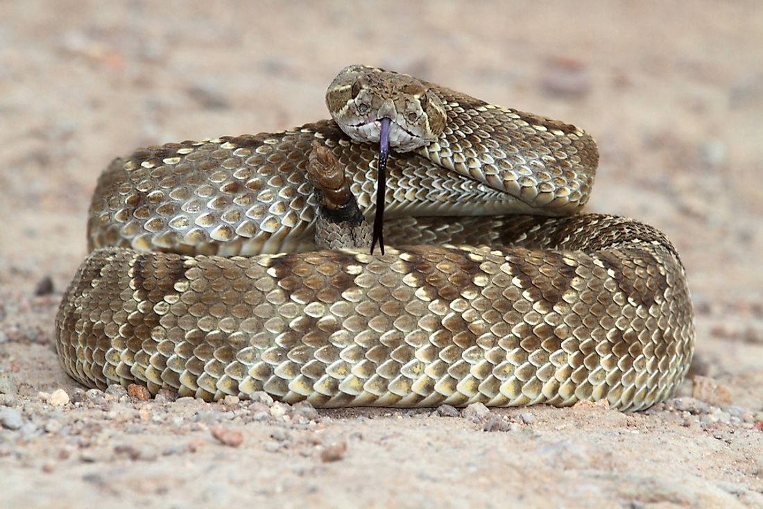 The Venomous Snakes Of Texas WorldAtlas