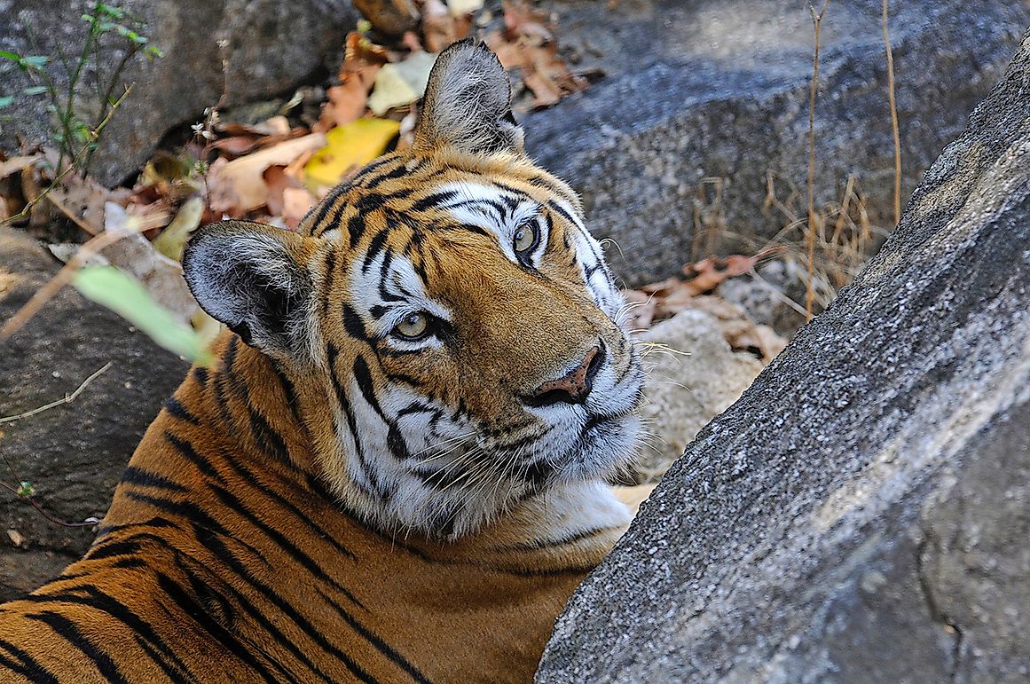 Spotlight On The Royal Bengal Tiger: An Ageless Chronicle Of The Soul ...