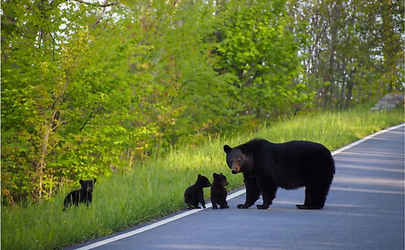 What Wild Animals Live In Texas