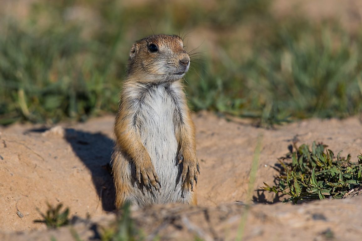 Black-tailed Prairie Dog: Animals Of North America - Worldatlas.com