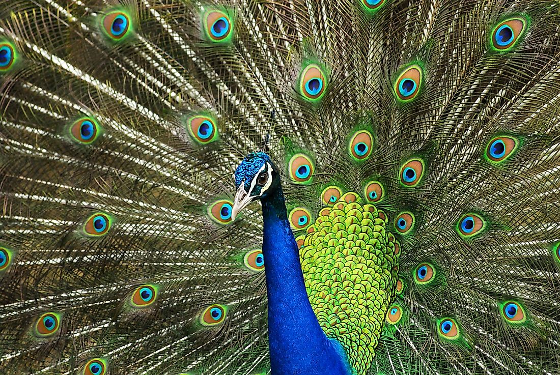 what-is-the-national-bird-of-india-worldatlas