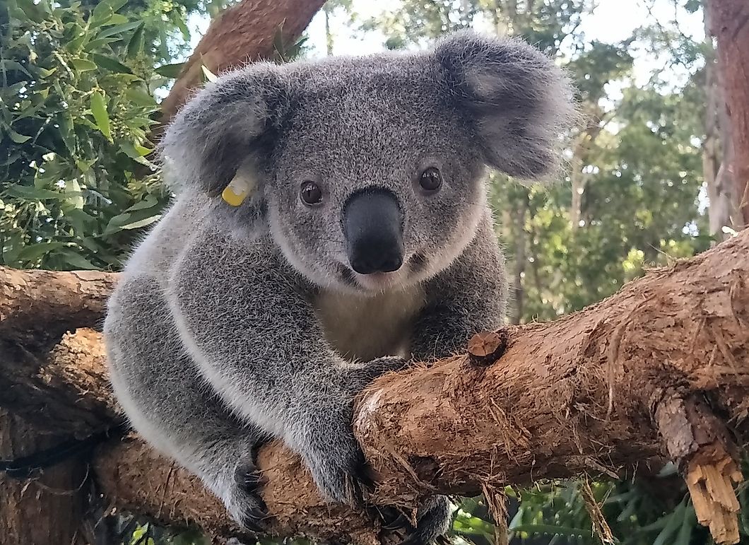 Koala Populations Challenged By Habitat Destruction Worldatlas Com