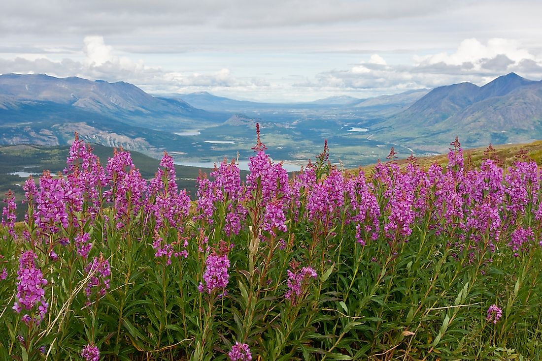 Flowers of the Canadian Provinces and Territories - WorldAtlas.com