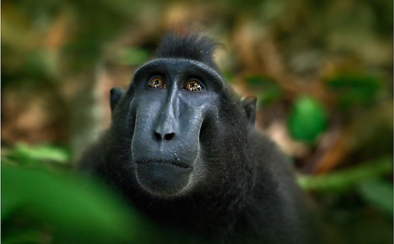 The 15 Species Of Critically Endangered Old World Monkeys - WorldAtlas.com