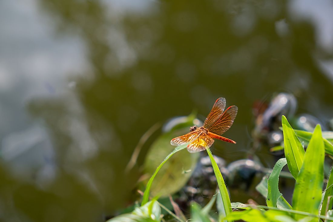 What Is The Study Of Insects Called