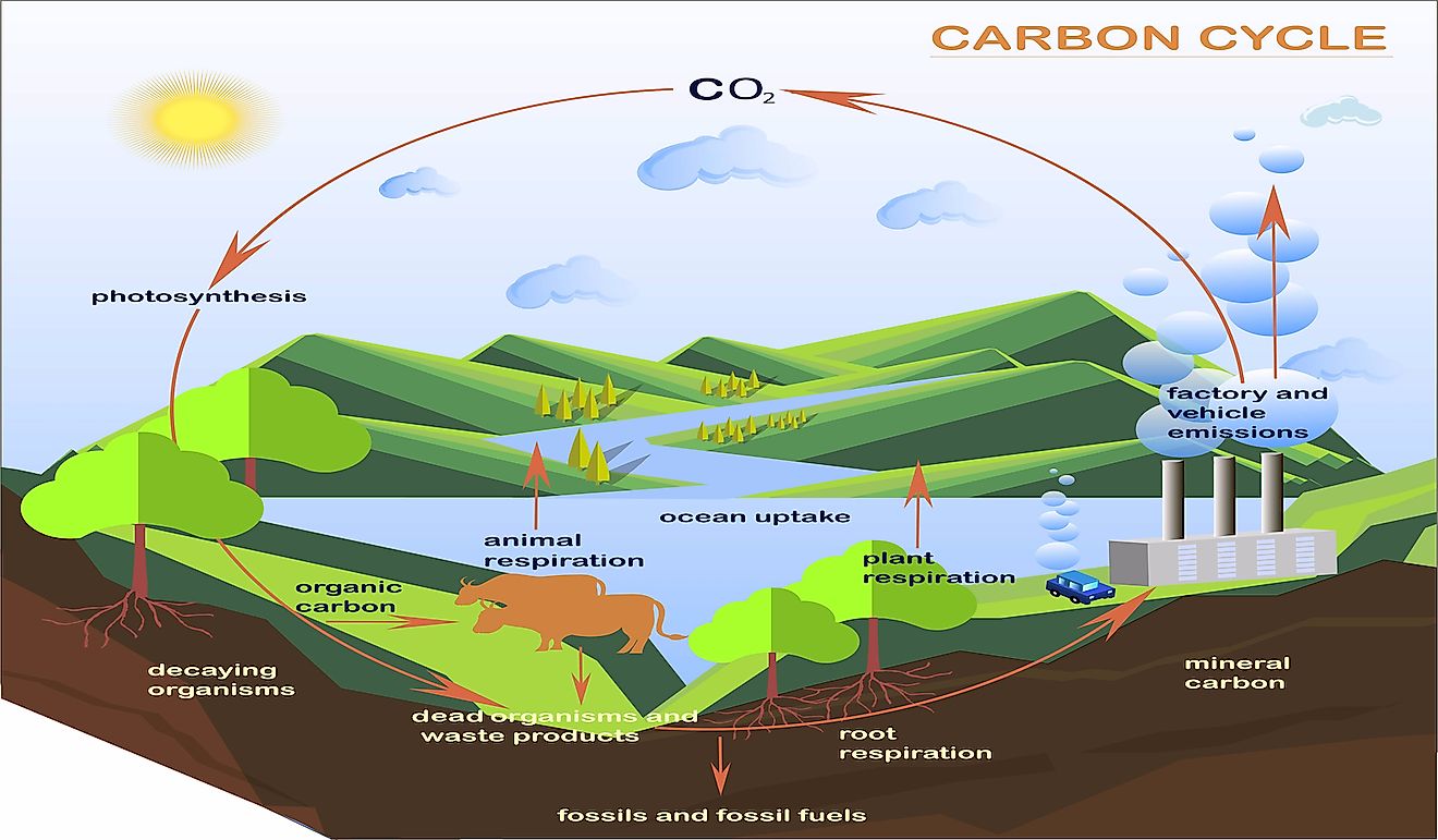 What Is The Carbon Cycle WorldAtlas