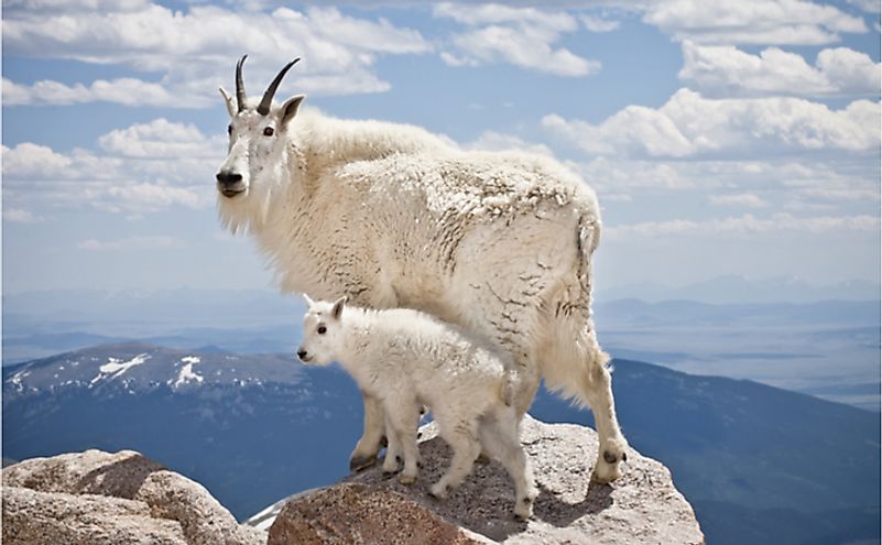 How Is The Mountain Goat Adapted To Its Environment