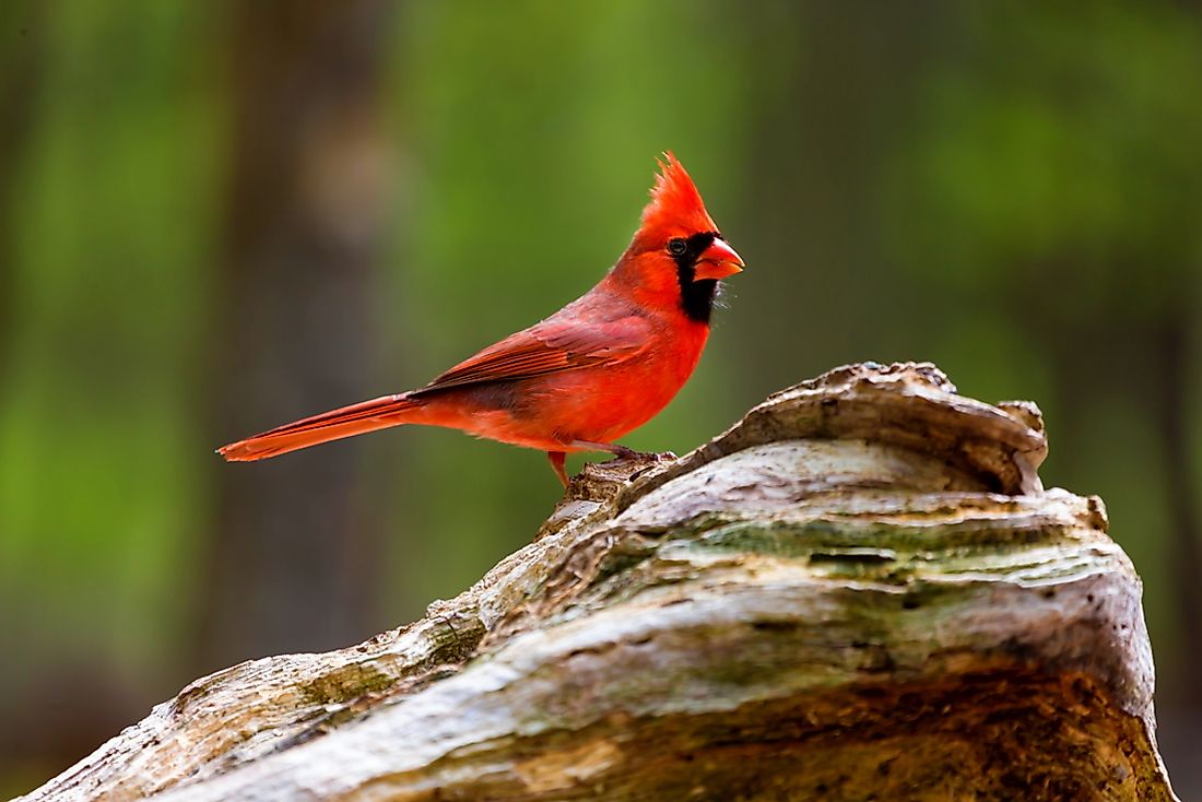 us-state-birds-worldatlas