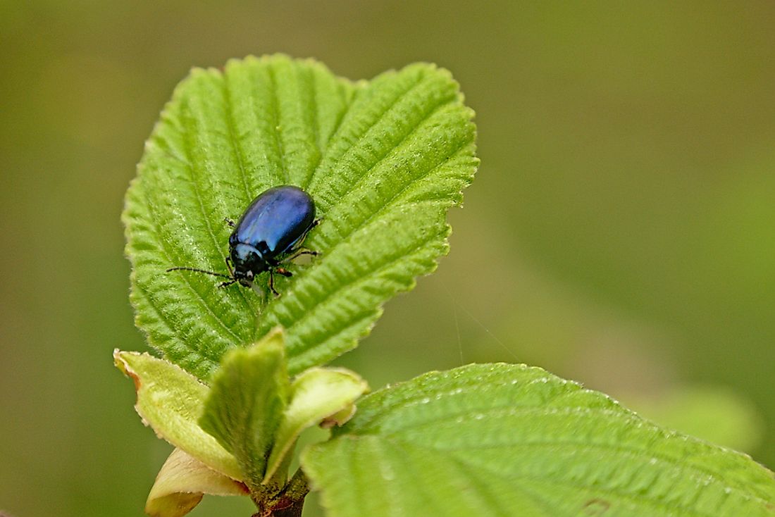 Characteristics of Arthropods - WorldAtlas.com