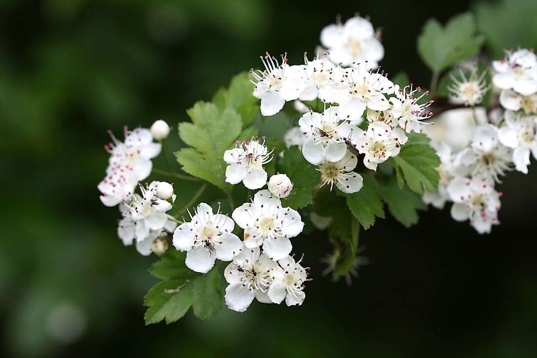 What Is The State Flower Of Missouri WorldAtlas