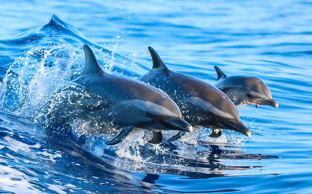 10-facts-about-dolphins-worldatlas