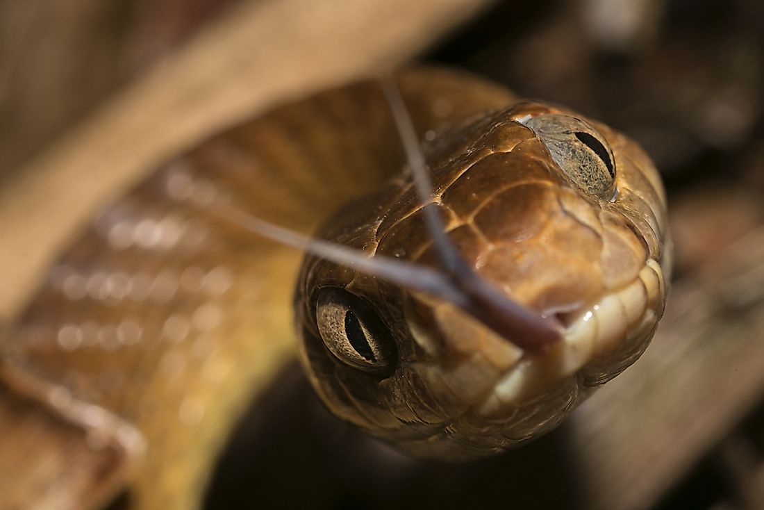 Native Reptiles Of Papua New Guinea Worldatlas Com