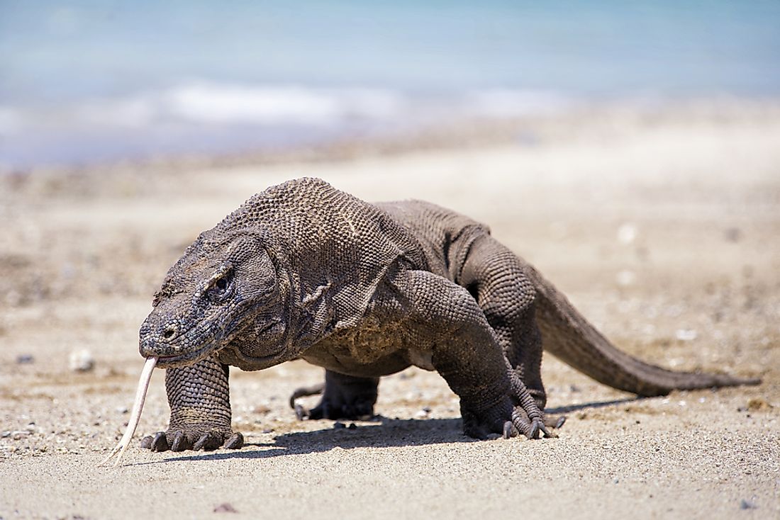 The Largest Lizards In The World WorldAtlas