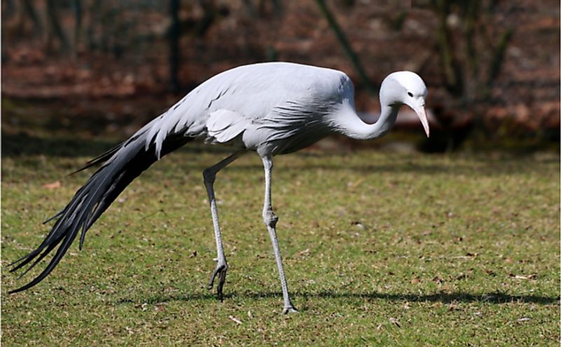 National Bird Of Africa