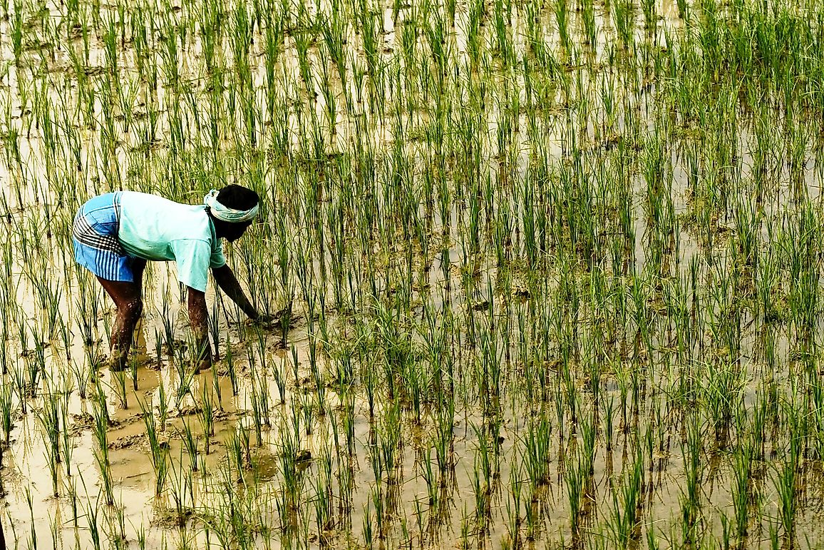 10-largest-rice-producing-countries-worldatlas