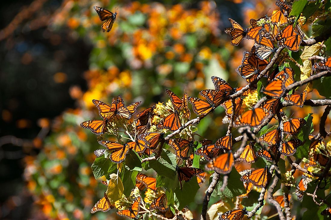 Interesting Facts About The Monarch Butterfly Biosphere Reserve