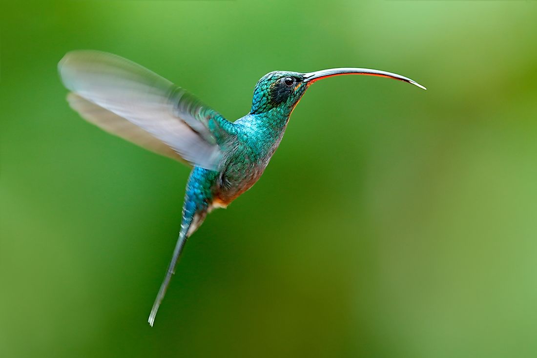 The Only Bird That Can Fly Backwards - WorldAtlas.com