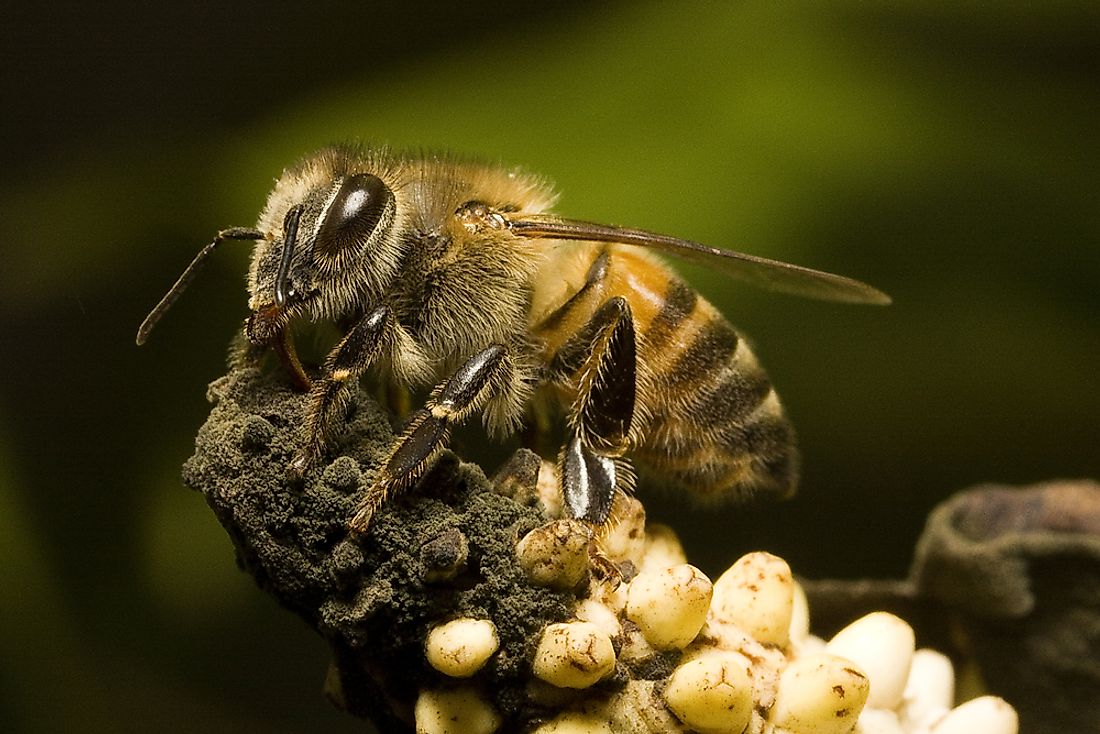 What Are Africanized Bees?