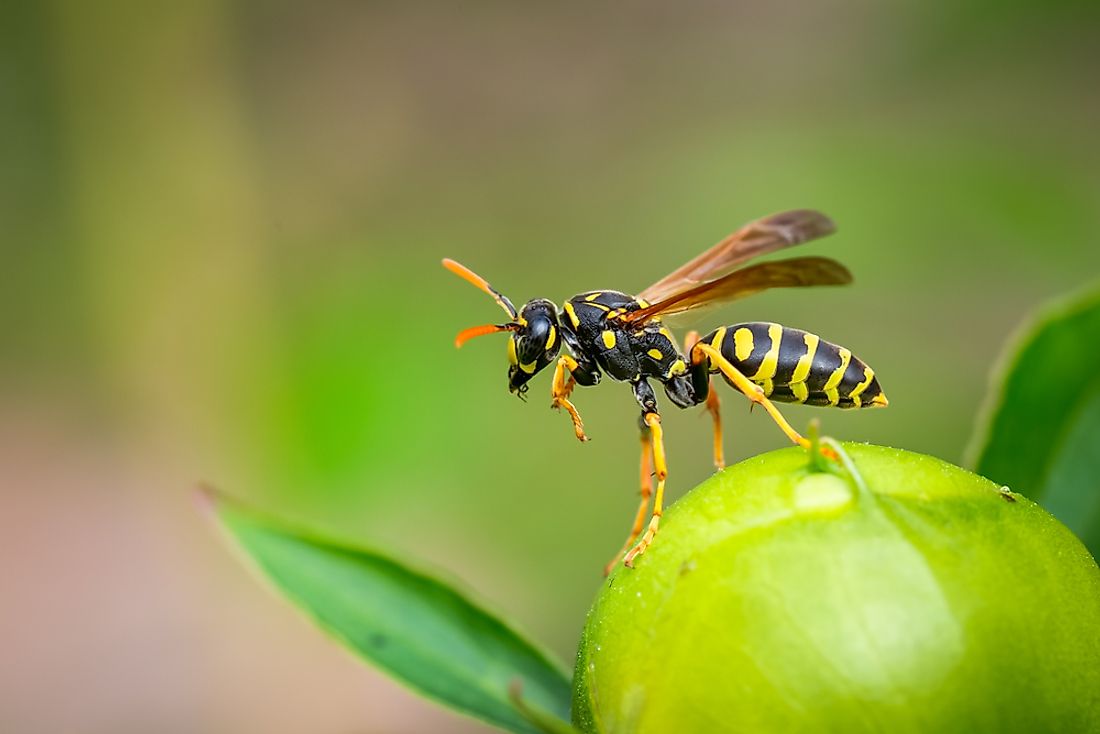 What Is The Difference Between Bees, Wasps, and Hornets ...