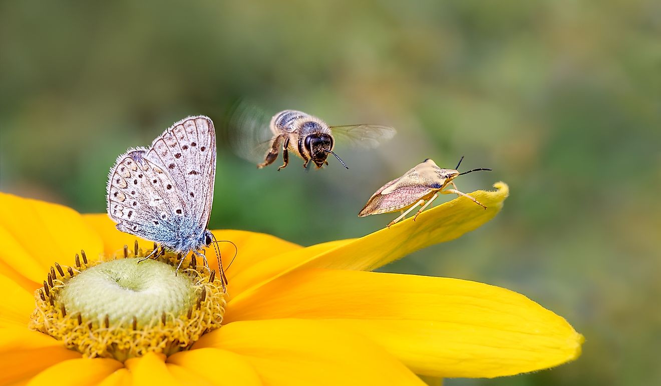 What Is The Importance Of Insects In The Ecosystem WorldAtlas