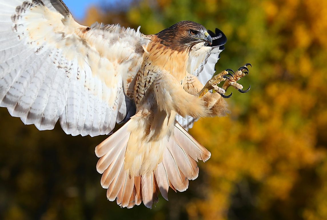 Red Tailed Hawk Facts Animals Of North America Worldatlascom