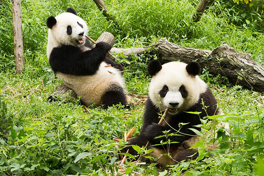 what-do-giant-pandas-eat-worldatlas