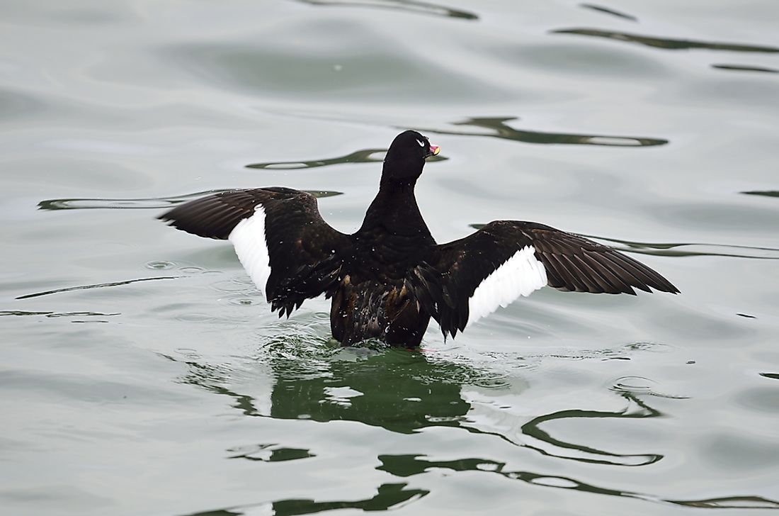 Native Birds Of Afghanistan Worldatlascom