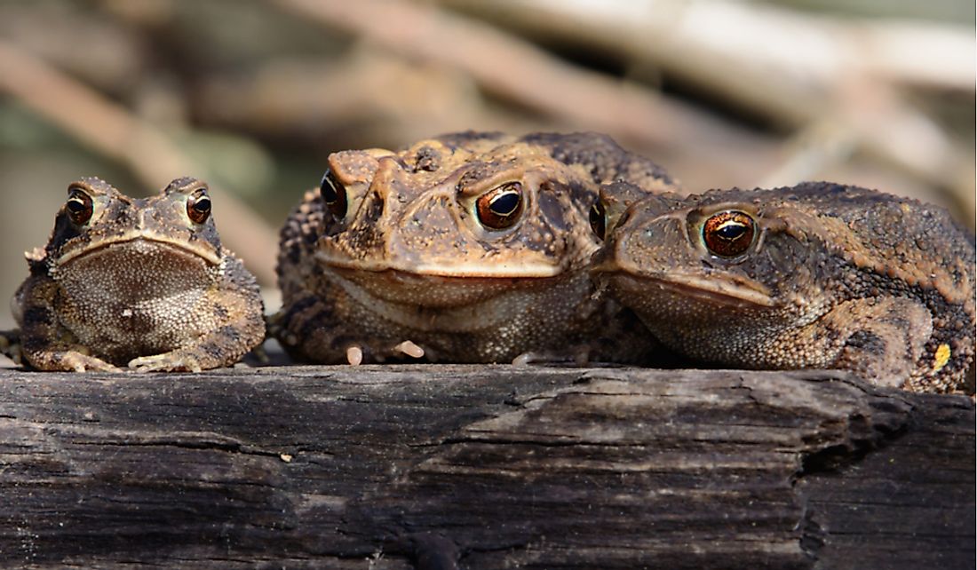 What Is The Texas State Amphibian? - WorldAtlas.com