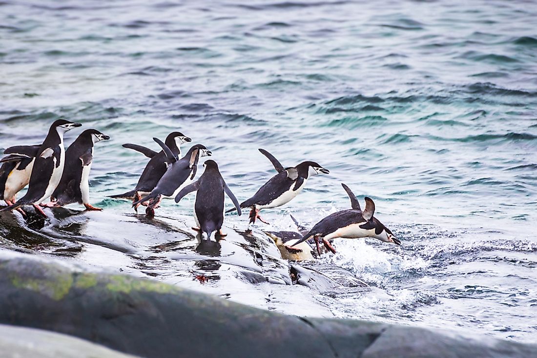 What Do Penguins Eat? - WorldAtlas.com