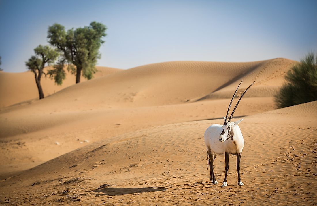 Animals That Live In The Desert WorldAtlas