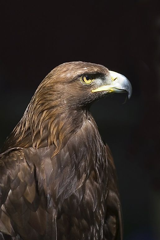 Golden Eagle Facts Animals Of North America Worldatlascom