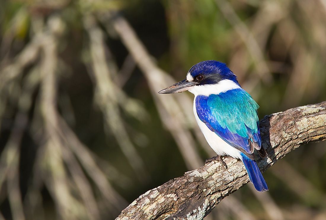 What Kind Of Birds Are Found In Australia Worldatlas Com