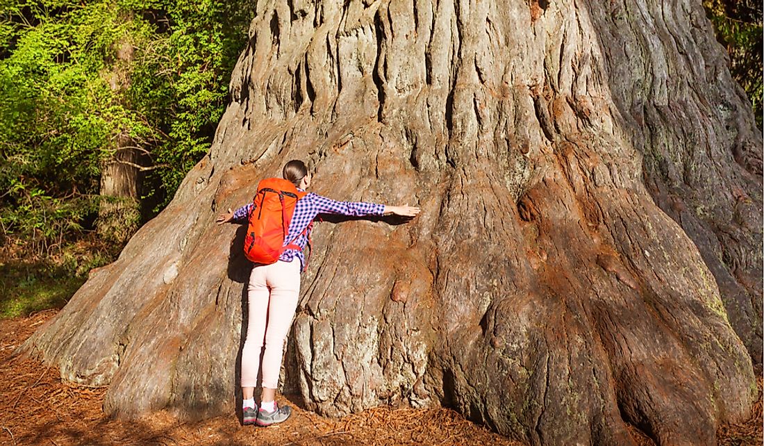 giant-sequoia-the-world-s-biggest-trees-worldatlas