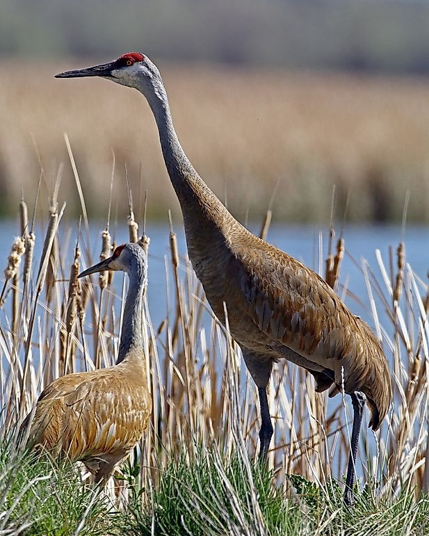 Sandhill Crane Facts Animals Of North America WorldAtlas Com   Sandhill Crane 