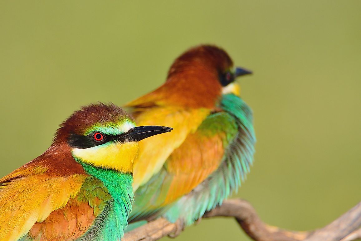 Native Birds Of Germany