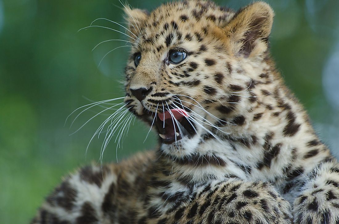 amur-leopard-facts-animals-of-eurasia-worldatlas