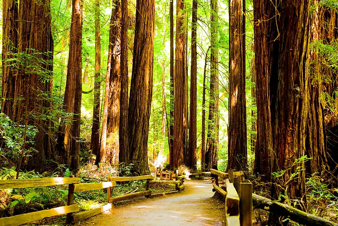 The Redwood Forest - Unique Places Around the World - WorldAtlas.com