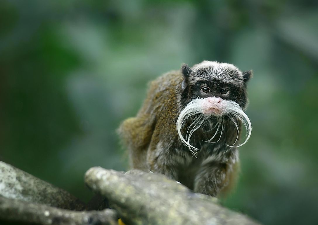 Bearded Emperor Tamarin Facts: Animals of South America - WorldAtlas.com