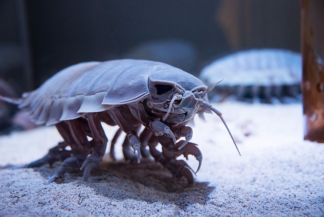 Giant Isopod Facts - Animals Of The Oceans - WorldAtlas.com