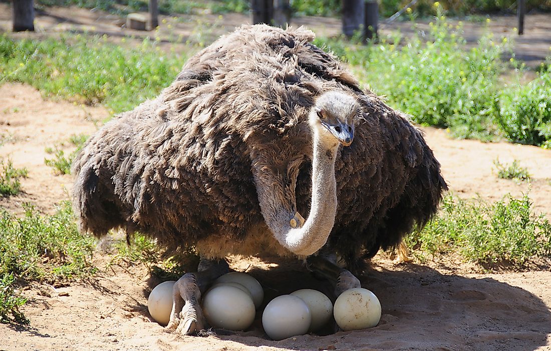 What Bird Lays the Largest Egg? - WorldAtlas.com