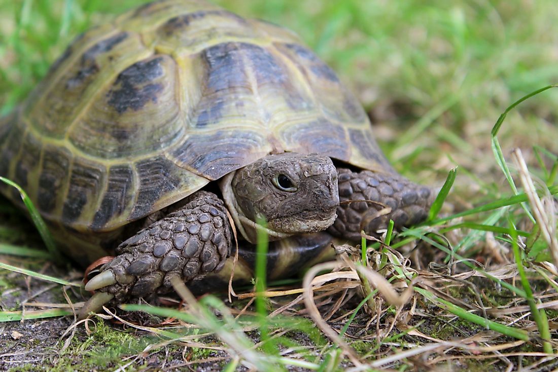 Afghanistan's Native Reptiles - WorldAtlas.com