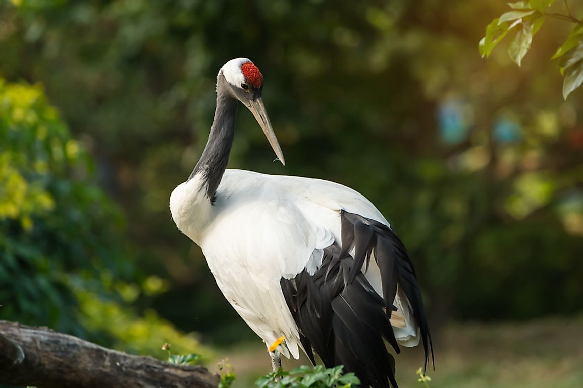 why-are-japanese-cranes-dying-worldatlas